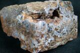 Agatized Dinosaur Bone Chunk - Polished Faces #7840-1